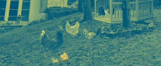 blågrön-färgad bild på hönor på gården