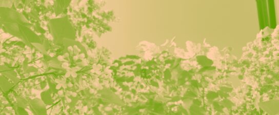 banner grönorangefärgad bild på syrenblommor
