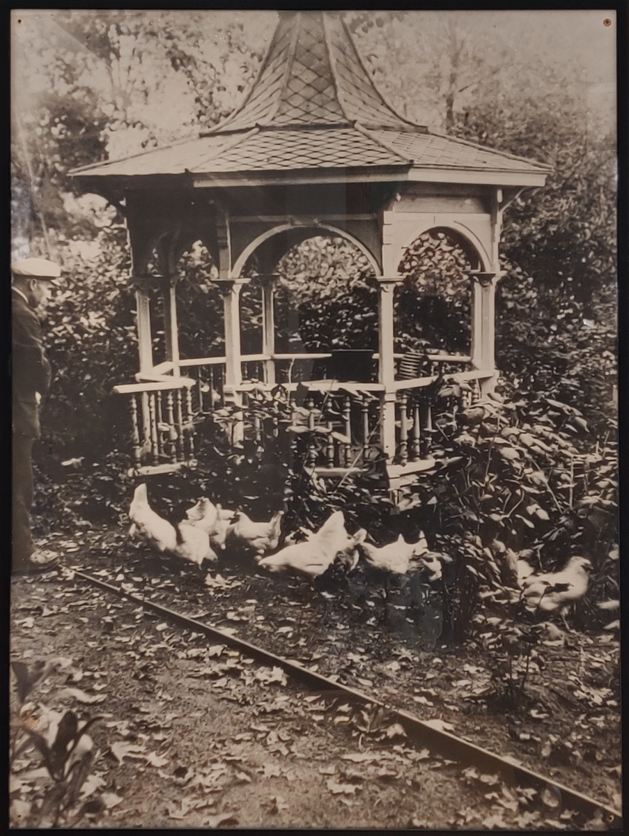 hönor på Kårens bakgård på 1920-talet