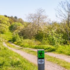 pilgrim for peace, green nature with a lot of bushes and a road with a trail sign